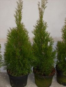 THUJA SMARAGD - TUIA SMARALD